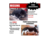 R1000 REWARD Missing Cat in George - York Street