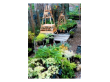  Eden Nursery and landscaping service Sedgefield