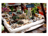  Eden Nursery and landscaping service Sedgefield