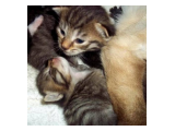 kitties need home