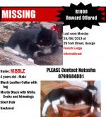 R1000 REWARD Missing Cat in George - York Street