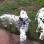 Thoroughbred DALMATIAN PUPPIES 4 SALE