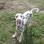 Thoroughbred DALMATIAN PUPPIES 4 SALE