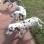 Thoroughbred DALMATIAN PUPPIES 4 SALE