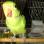 Hand reard ringneck for sale