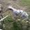 Thoroughbred DALMATIAN PUPPIES 4 SALE