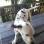 Thoroughbred DALMATIAN PUPPIES 4 SALE